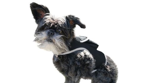 Lightweight Waterproof Cat GPS Tracking Collar w/ Rechargeable Battery Size:S