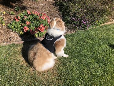 Realtime Pet Surveillance GSM GPS Tracker Dog Collar Portable Locator Size:S